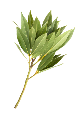 dreamstime_xs_38622369BayLeaf bay laurel essential oil