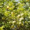 dreamstime_xs_64075555Bergamot Bergamot essential oil 5