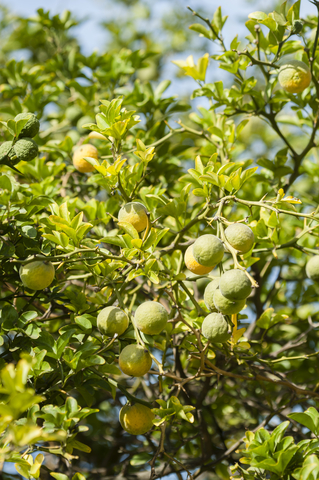 dreamstime_xs_64075555Bergamot Bergamot essential oil 5