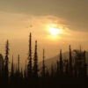 dreamstime_xs_15900590BlackSpruce black spruce essential oil 2