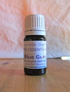 Blue-Gum-Eucalyptus Blue Gum Eucalyptus Essential Oil