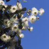 dreamstime_xs_2557128BlueGum blue gum eucalyptus essential oil