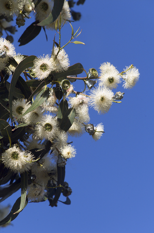dreamstime_xs_2557128BlueGum blue gum eucalyptus essential oil