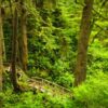 blue hemlock essential oil