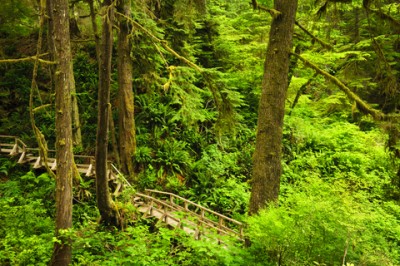 dreamstime_xs_Hemlock-forest-400x266 blue hemlock essential oil