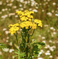 dreamstime_xs_33375500Tansy-199x300 blue tansy essential oil 2