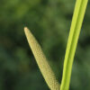 dreamstime_xs_42833307Calamus calamus essential oil 3