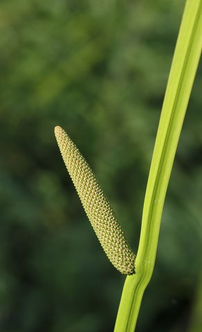 dreamstime_xs_42833307Calamus calamus essential oil 3