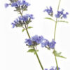 dreamstime_xs_31571361Catnip-199x300 catnip essential oil 2