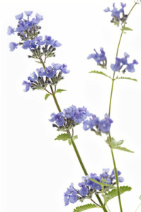 dreamstime_xs_31571361Catnip-199x300 catnip essential oil 2