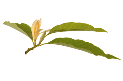 dreamstime_xs_31576601MagnoliaMicheliaAlba champaca co2 extract