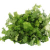 cilantro essential oil 2