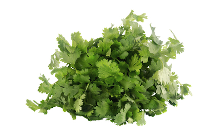 dreamstime_xs_29680039Cilantro cilantro essential oil 2