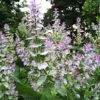 clary-sage clary sage essential oil 2