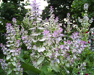 clary-sage clary sage essential oil 2