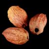 dreamstime_cocoa_pod-360x360 cocoa CO2 extract
