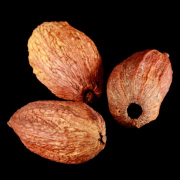 dreamstime_cocoa_pod-360x360 cocoa CO2 extract