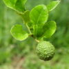 combava petitgrain essential oil 2