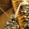 copal co2 extract