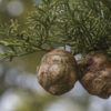 cypress essential oil 2