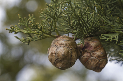 dreamstime_xs_36039839Medit.Cypress cypress essential oil 2
