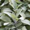 dalmatian sage