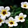 damiana essential oil 3