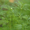 dreamstime_xs_11615270Dill-1 dill essential oil 2