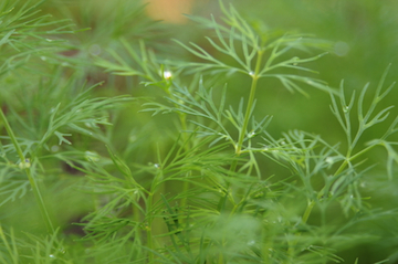 dreamstime_xs_11615270Dill-1 dill essential oil 2