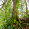 dreamstime_xs_38762436DFir douglas fir essential oil