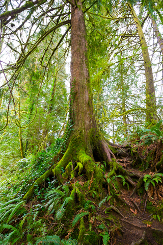 dreamstime_xs_38762436DFir douglas fir essential oil