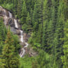 engelmann spruce essential oil 2
