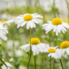 dreamstime_xs_41290519EngChamomile english chamomile essential oil 3