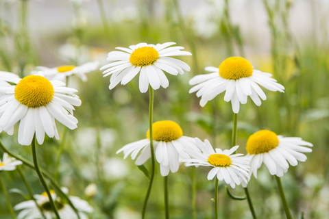 dreamstime_xs_41290519EngChamomile english chamomile essential oil 3