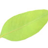 dreamstime_xs_30639918EucDives eucalyptus dives essential oil 3