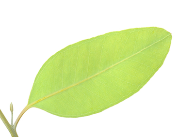 eucalyptus dives essential oil 3