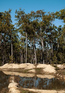 dreamstime_xs_25583496EucRadiata eucalyptus radiata essential oil 4