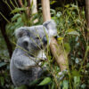 eucalyptus smithii essential oil 3