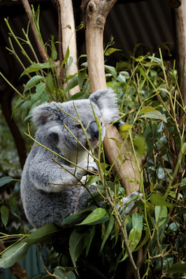 dreamstime_xs_19661704GullyGumKoala eucalyptus smithii essential oil 3