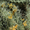 everlasting essential oil 4