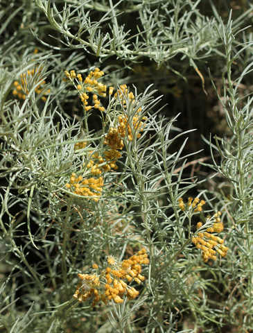 dreamstime_xs_42711460Helichrysum everlasting essential oil 4