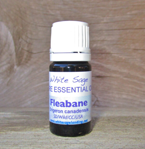 fleabane-5ml Fleabane Essential Oil 5ml