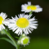 dreamstime_xs_55222158Fleabane fleabane essential oil 2