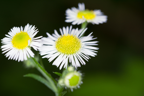 dreamstime_xs_55222158Fleabane fleabane essential oil 2