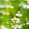 dreamstime_xs_ChamomileFlowers-261x360 german chamomile co2 extract 3