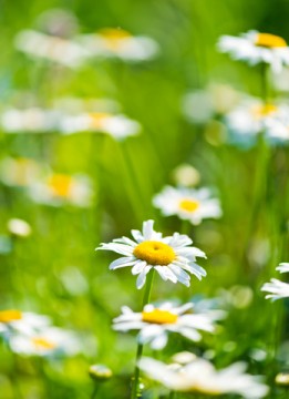 dreamstime_xs_ChamomileFlowers-261x360 german chamomile co2 extract 3