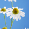 dreamstime_xs_50490241BleuChamomile German chamomile essential oil 2