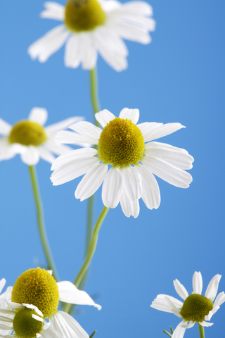 dreamstime_xs_50490241BleuChamomile German chamomile essential oil 2