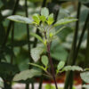 dreamstime_xs_25617899TulsiHolyBasil holy basil essential oil 2