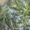 dreamstime_xs_36521897Eucalyptus lemon ironbark essential oil 3